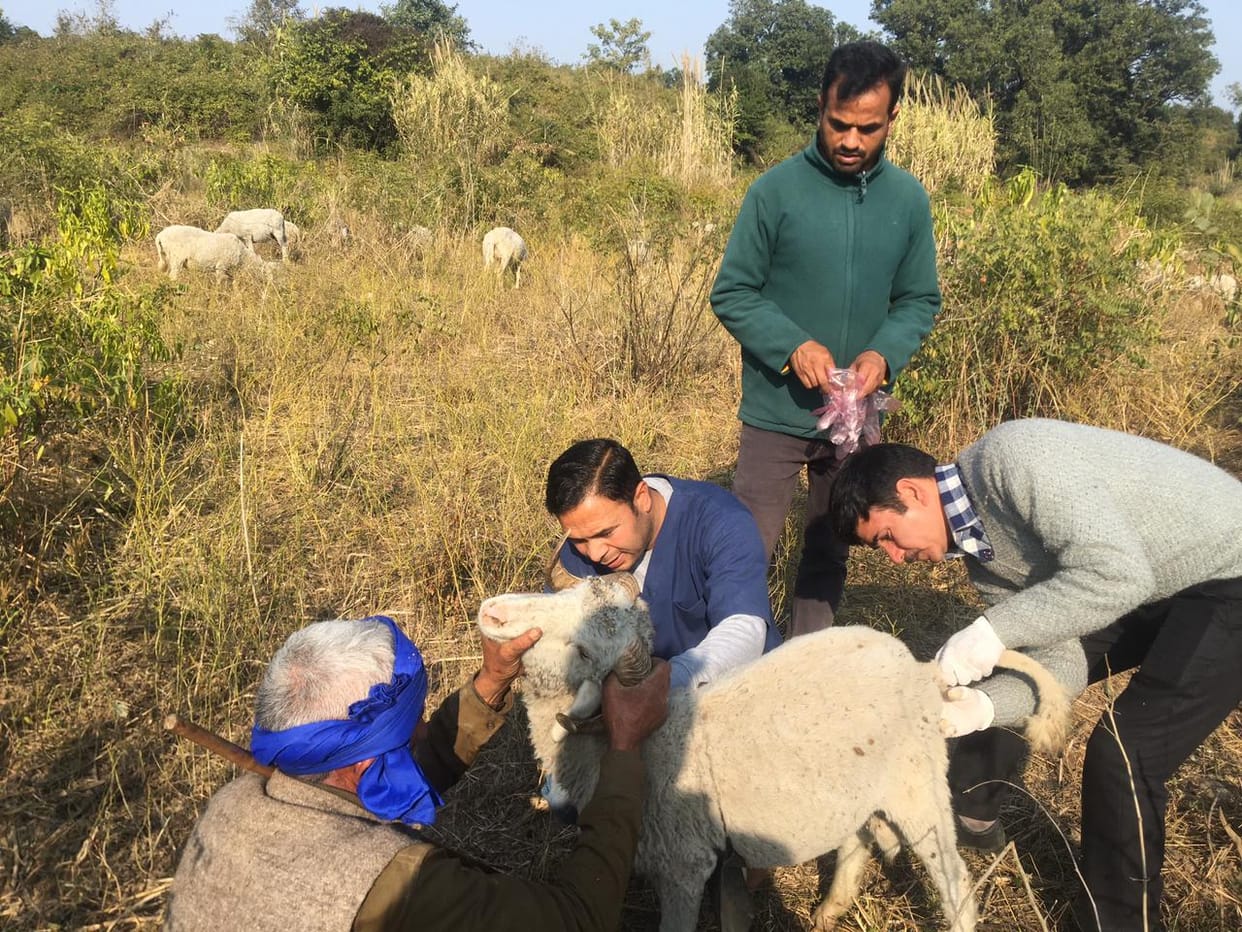 Outbreak of foot rot in sheep and goats, 50 cases reported in Haroli