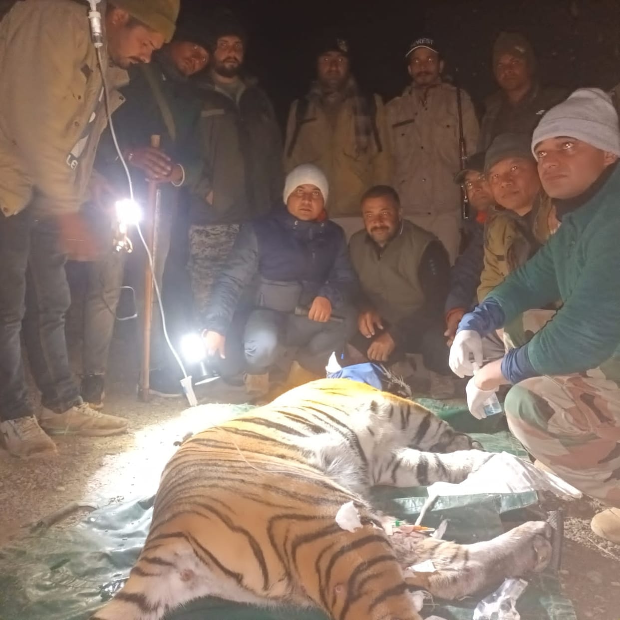 The captured tigress turns out to be a cannibal, will not be able to breathe in the open air