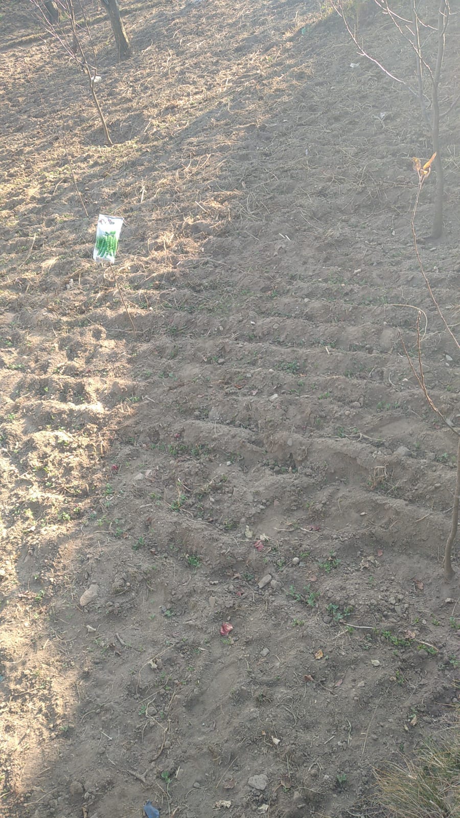 Lack of moisture in soil, seeds did not germinate