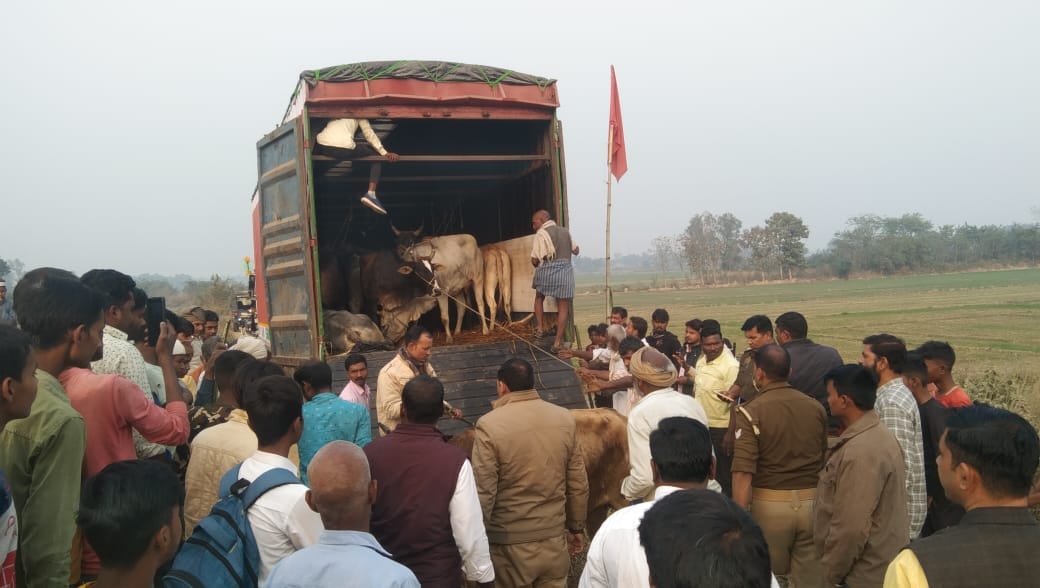 animals caught in container