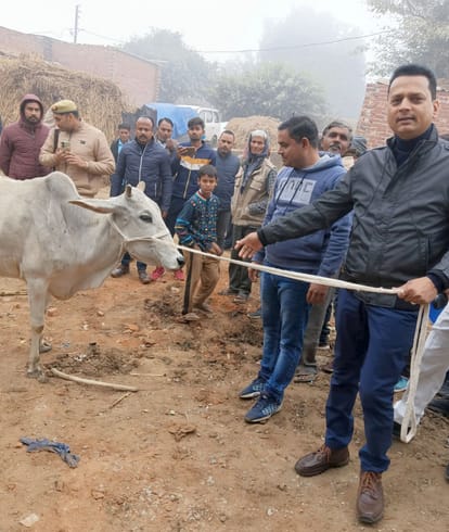 Bovine animals roaming from fields to roads, but claim - only 1137 left