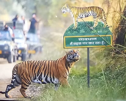 Full on New Year, Aranya Kuti will be reserved for VIP