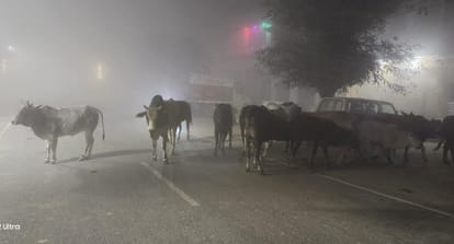Stray animals are proving fatal in fog