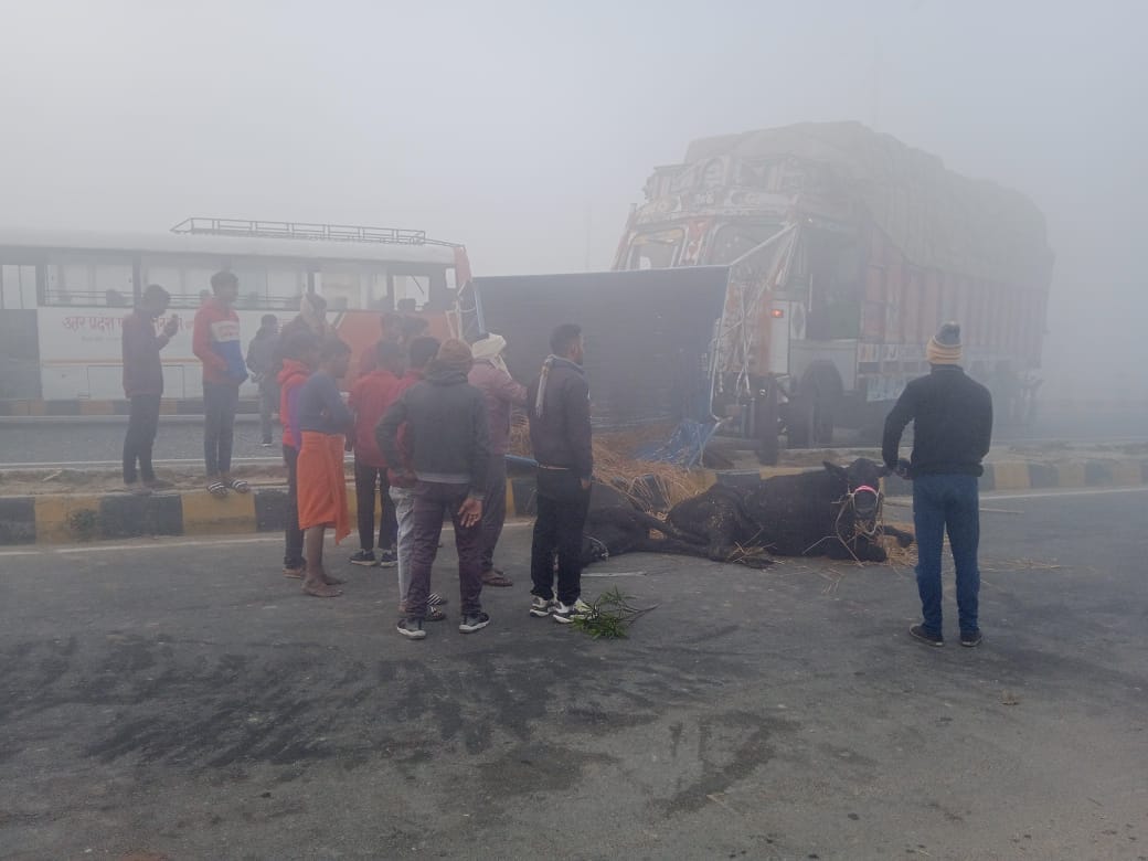Four vehicles collided in fog, one animal fell on the road and died