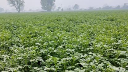 The king of vegetables is in trouble...mustard is also in danger from aphids