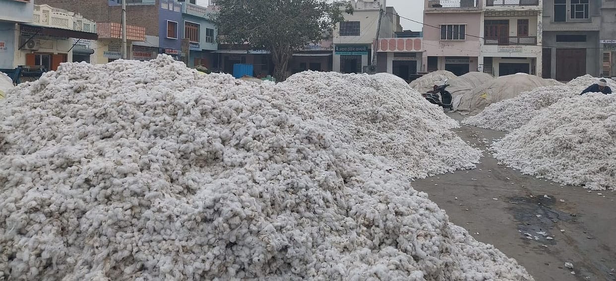 Cotton reached 46578 quintals more than last year