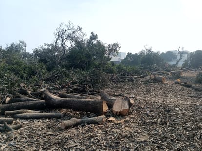 Investigation report on deforestation will be sent to the government