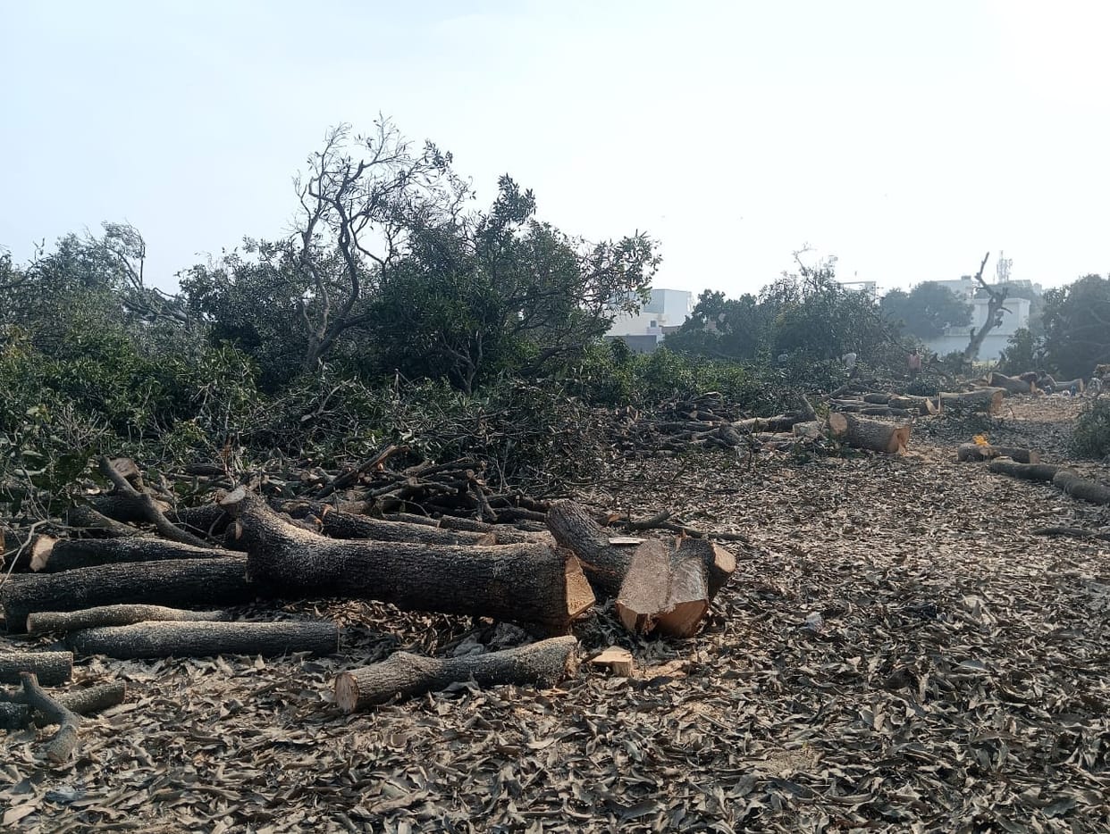 Investigation report on deforestation will be sent to the government