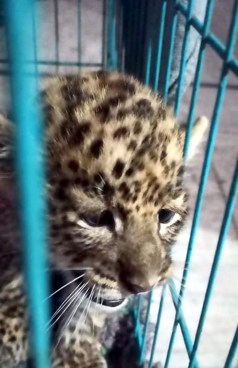 Two month old cub of Guldar found in Niamatpur
