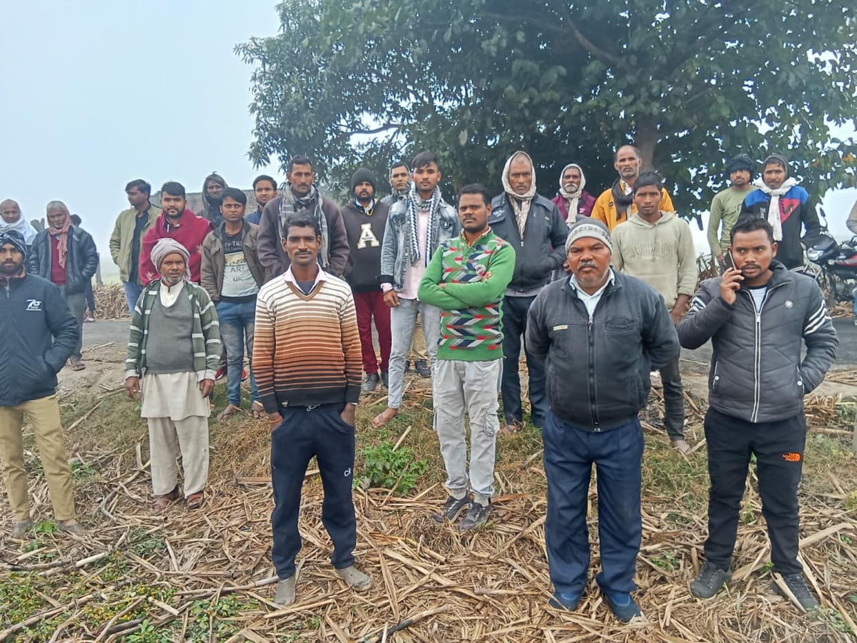 Tiger kills bull in mountain town