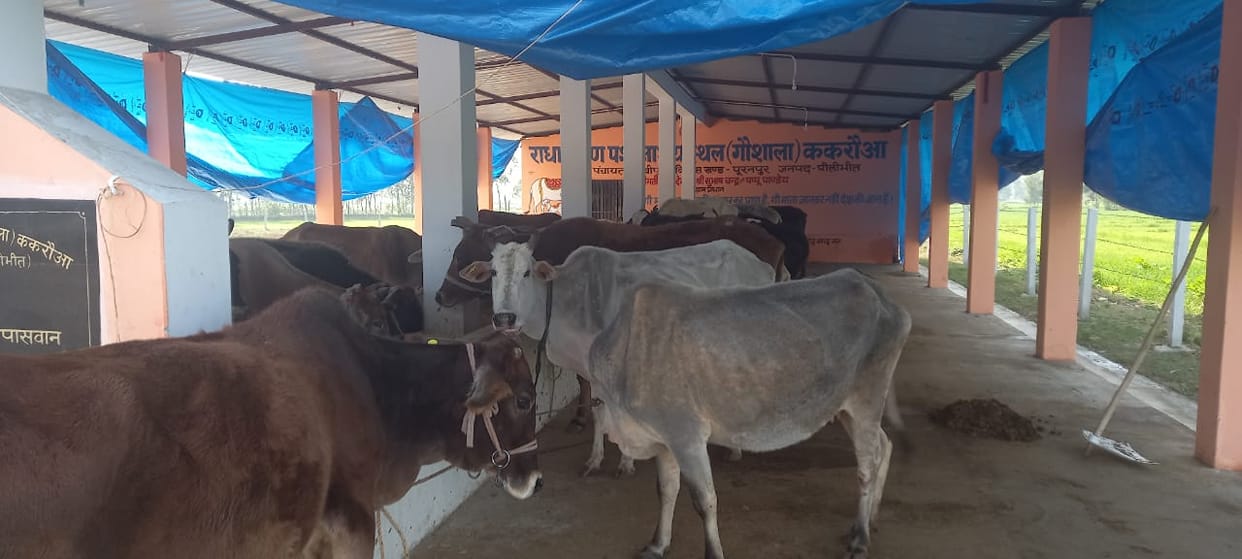 Claim: 1446 abandoned animals sent to cow shelter in 30 days
