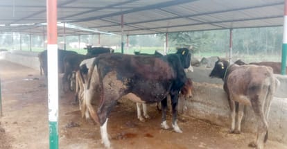 Cow died in cow shelter, dogs scratched the dead body