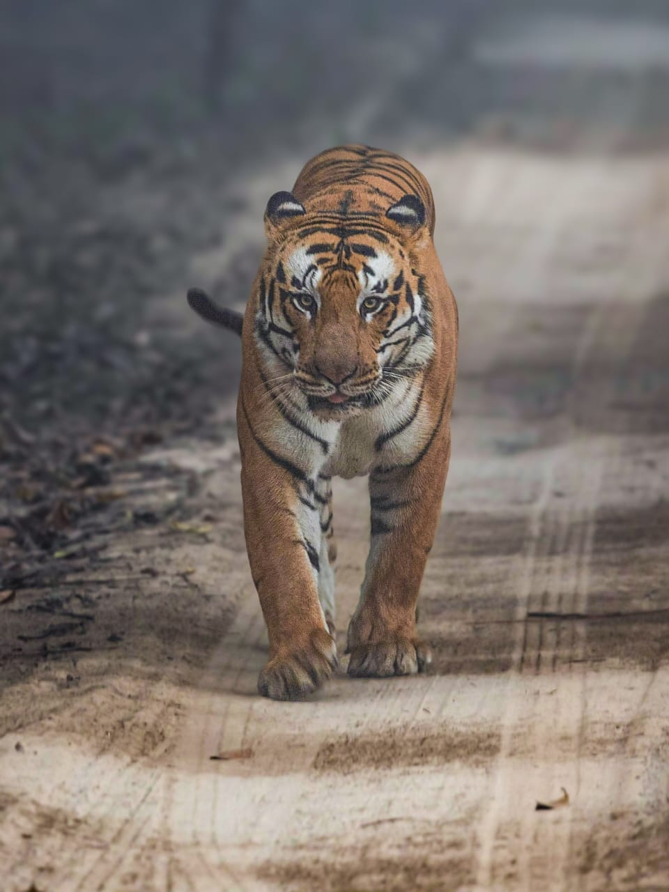 35 people died in tiger attacks in three years