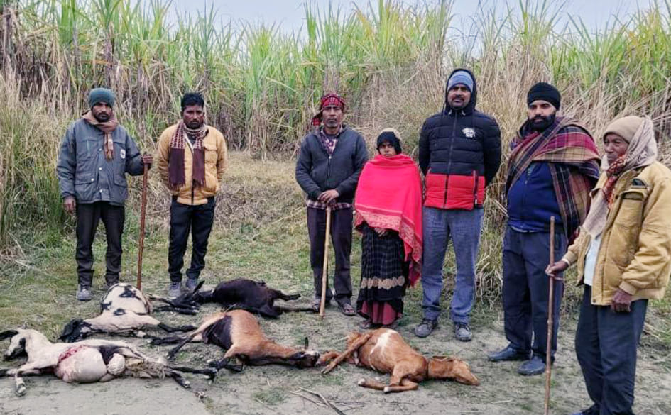 Leopard killed half a dozen goats