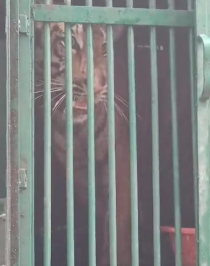 Decision could not be taken on releasing the tigress
