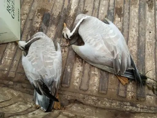 Eight migratory birds died in bird conservation center