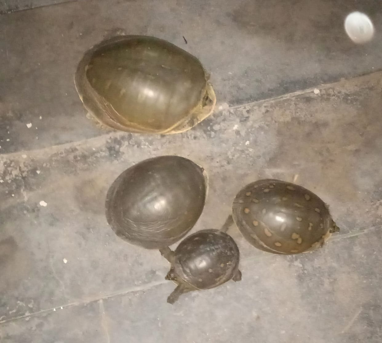 Two wildlife smugglers caught, four turtles recovered