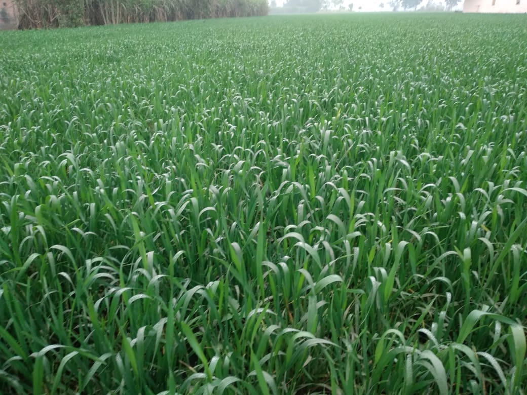 SDM freed government land from encroachment by plowing standing crops In Firozabad
