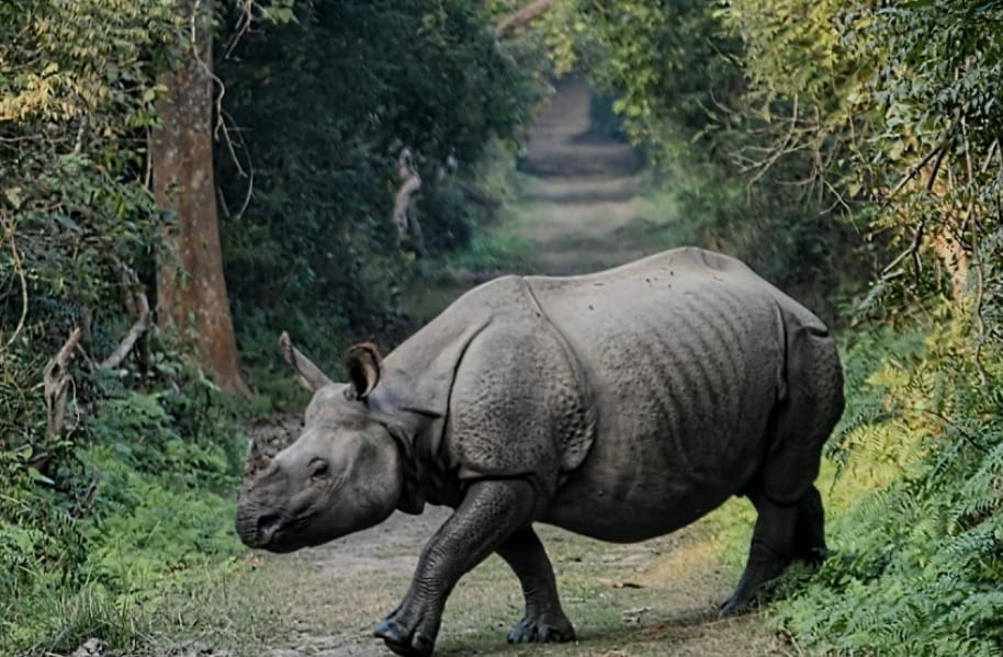 Dudhwa: Rhinos will get freedom in April