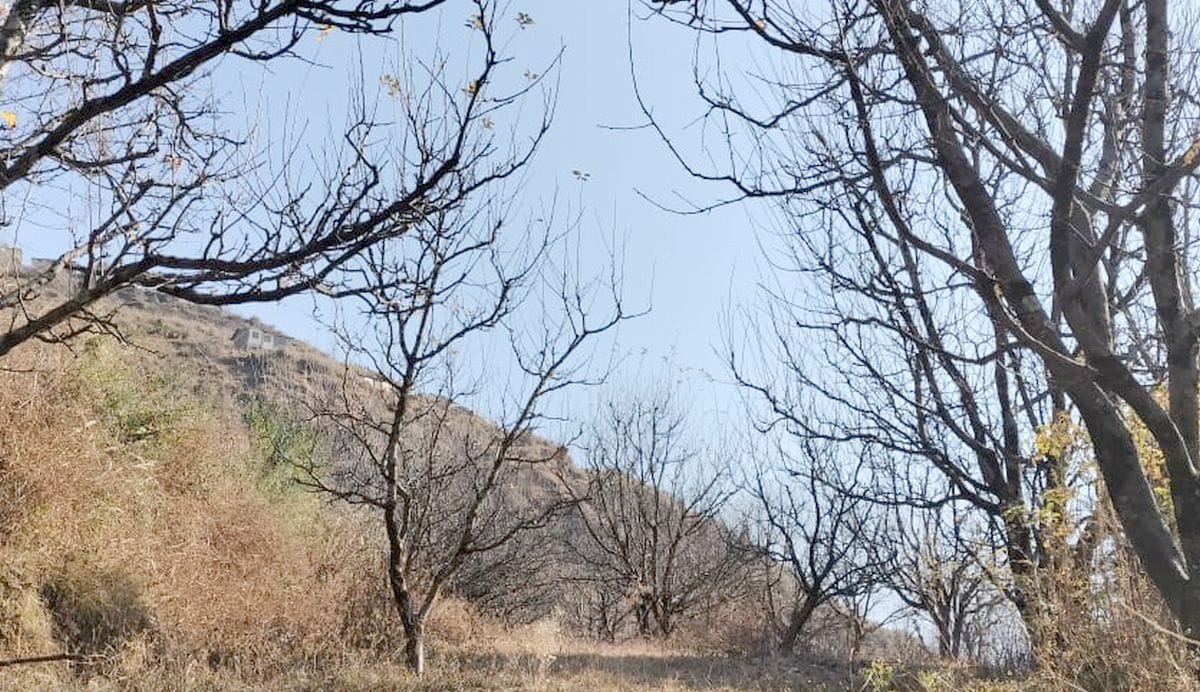 Apple orchards in the grip of drought due to lack of rain and snowfall