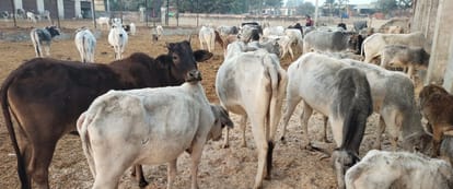 6128 stray animals caught, cowshed overloaded
