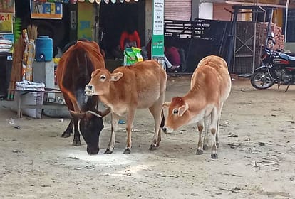 All the cows could not reach the cow shelter centers after taking time.