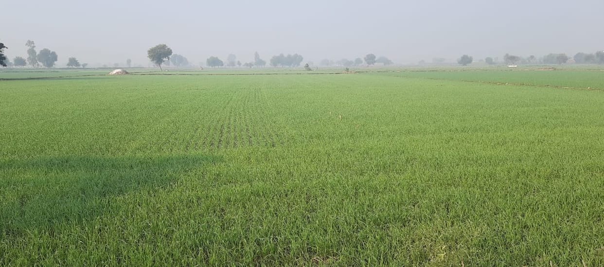 farmers Concerns and gardeners are increasing due to lack of rain and snowfall Uttarakhand news in hindi