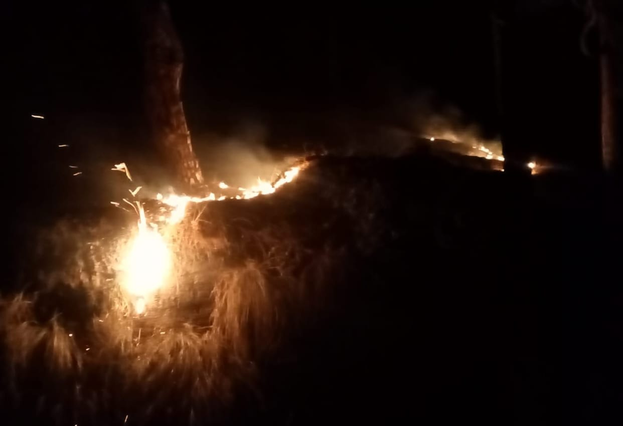 Worriying Increasing forest fire poses problem for microorganisms