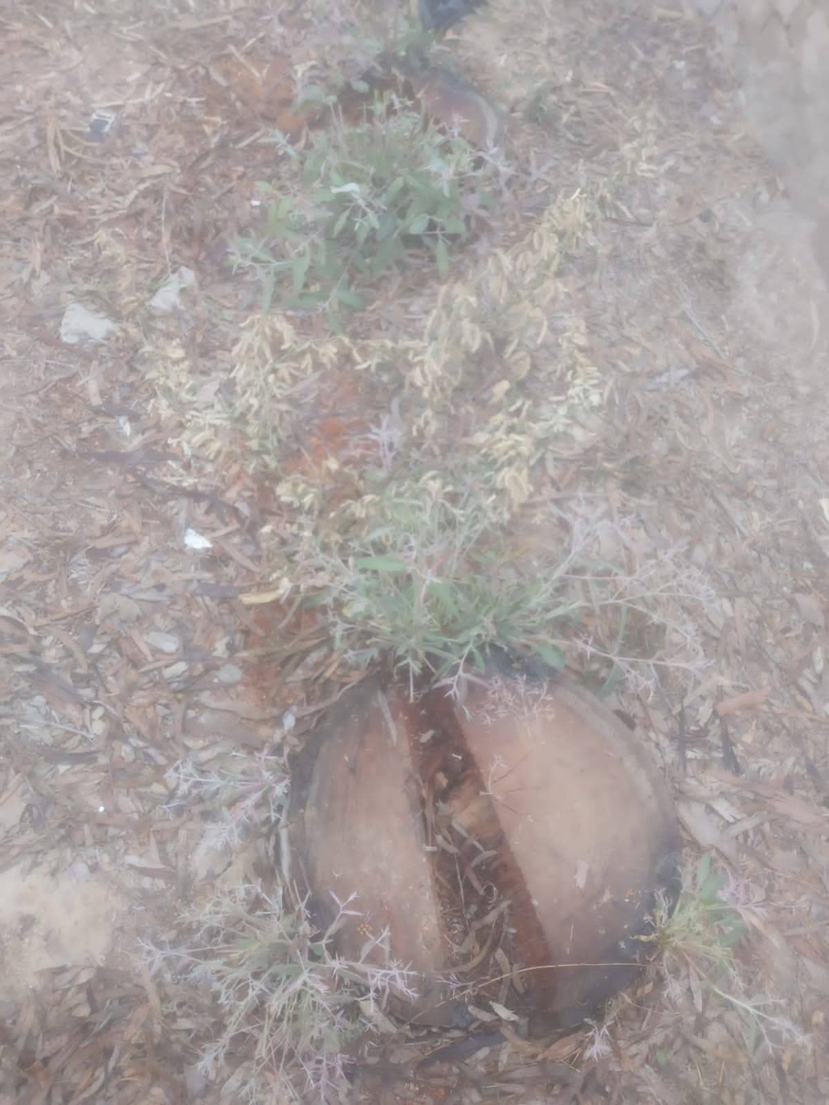 Villagers of Mirpur accuse Sarpanch of cutting 100 green trees