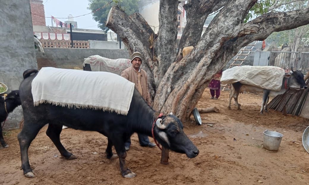 Animals face difficulty in breathing due to cold.