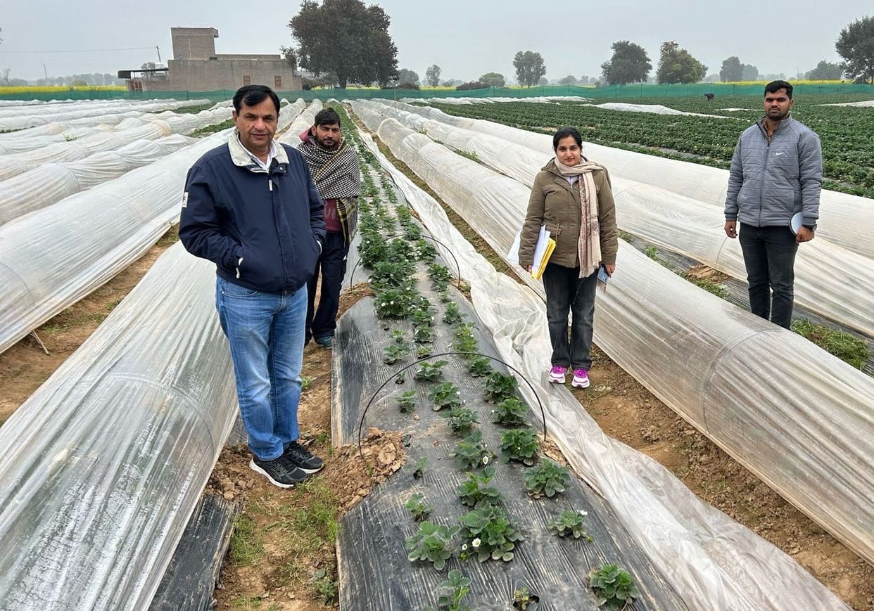 The night temperature was four degrees, adopt low-tunnel technique to save vegetables.