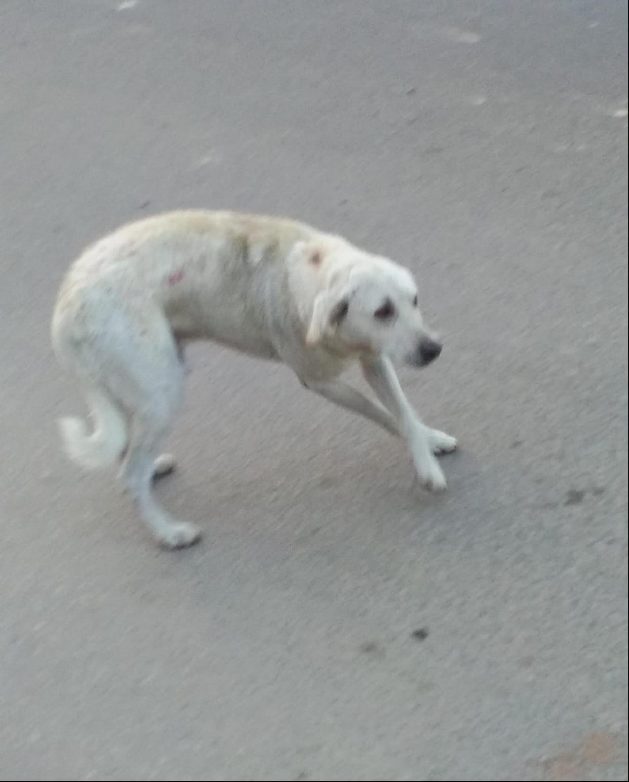 NAP doesn't know how many stray dogs there are in the city