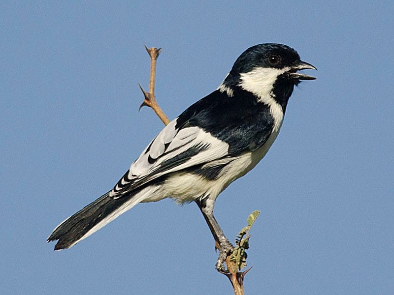 White-naped tit and short-toed snake eagle seen in Aravalli
