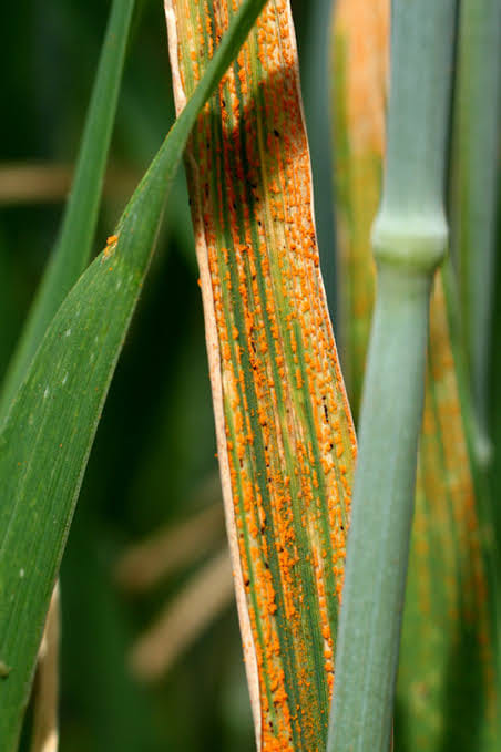 Sour lassi can protect wheat from yellow rust disease
