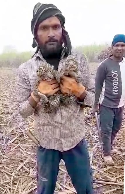 Two cubs of Guldar found in sugarcane field