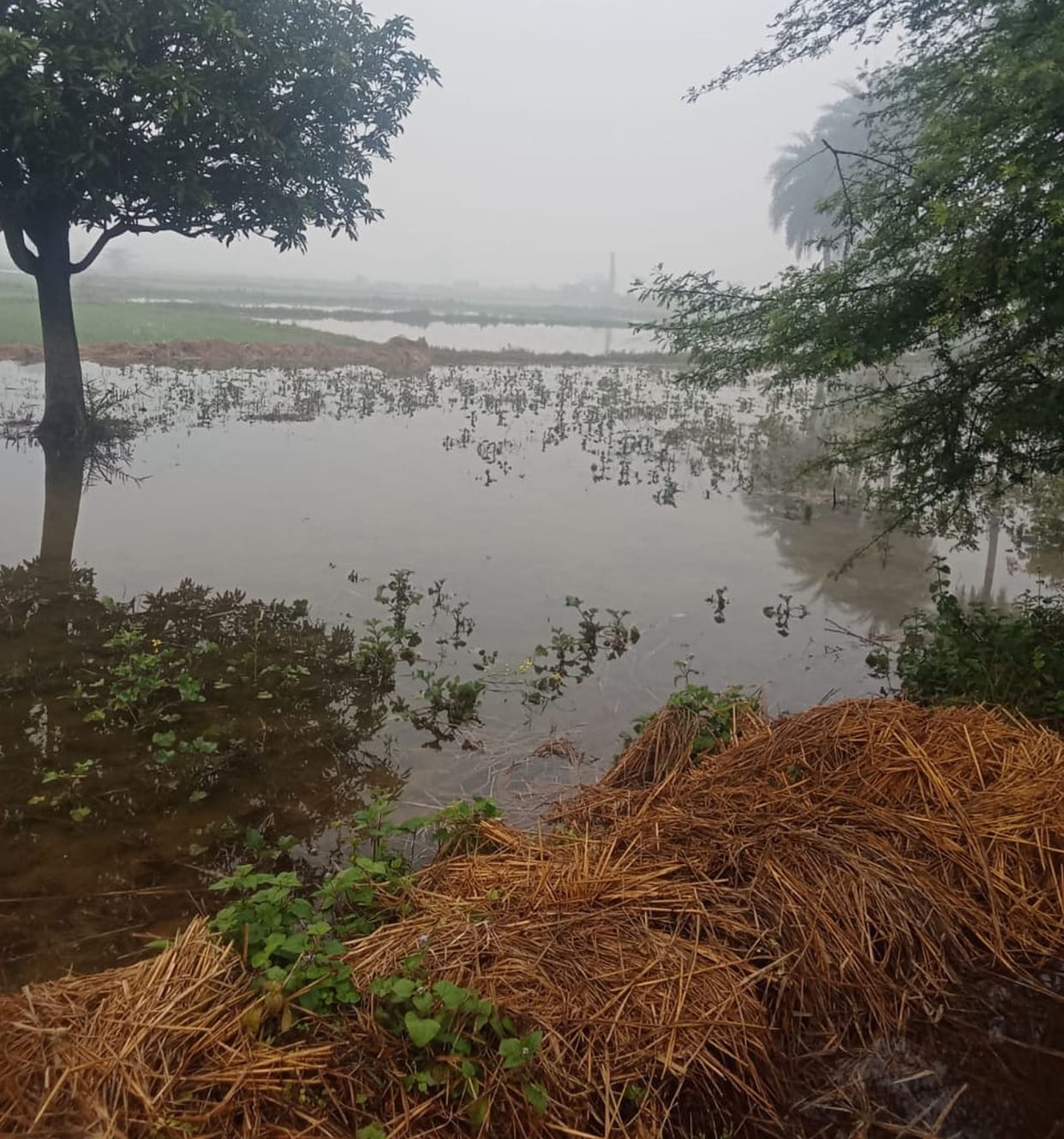 Minor overflows, 100 bigha crop submerged