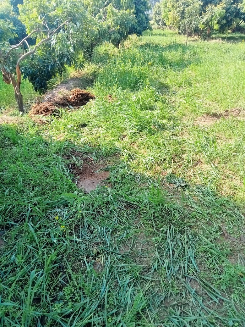 Elephants trample wheat crop in Bastia village