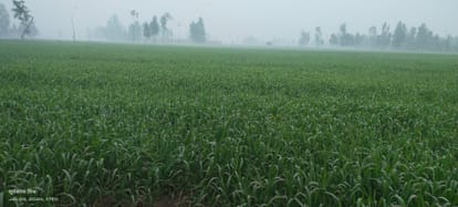 Danger of yellow rust disease in wheat crop
