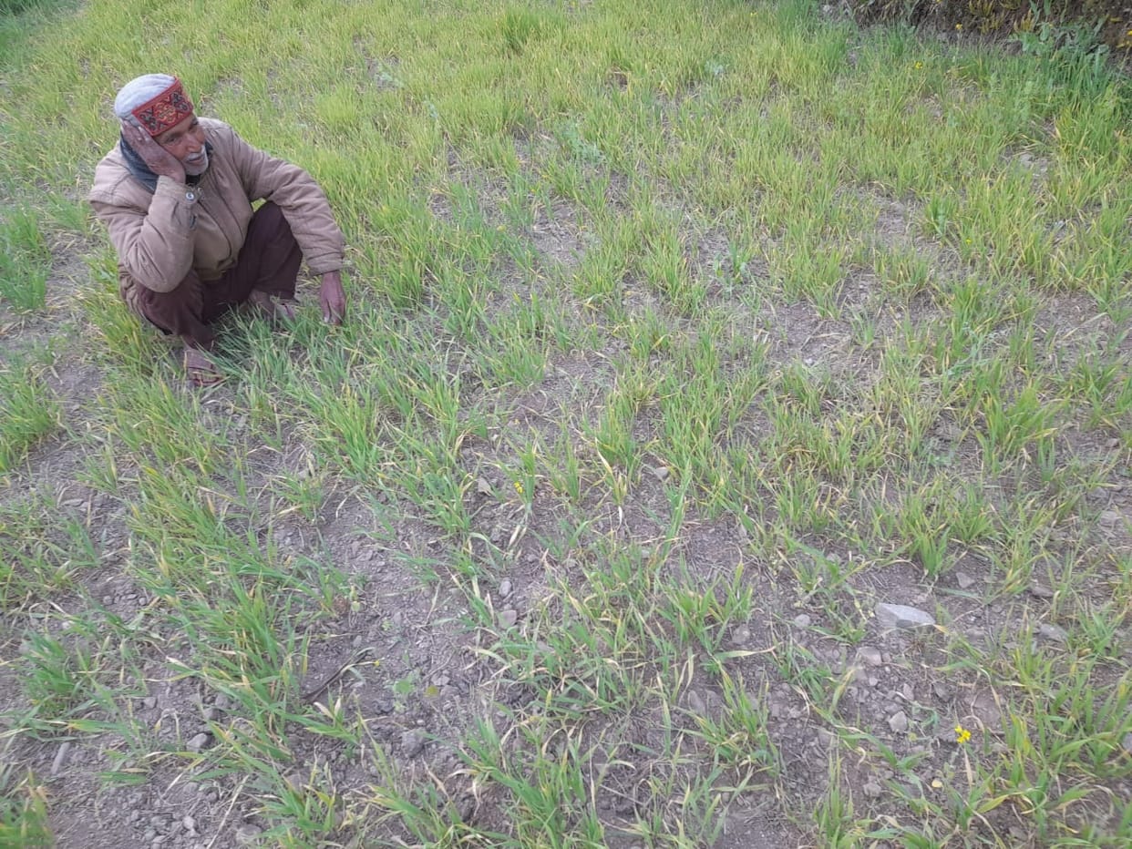 Farmers worried due to lack of rain