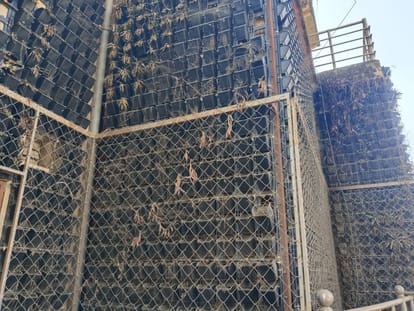 Shahjahanpur News: देखभाल के लिए बजट नहीं, डेढ़ साल में सूखा वर्टिकल गार्डन No budget for maintenance, vertical garden dries up in one and a half year