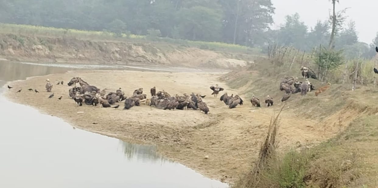 A flock of endangered vultures reached Patoha Kot village