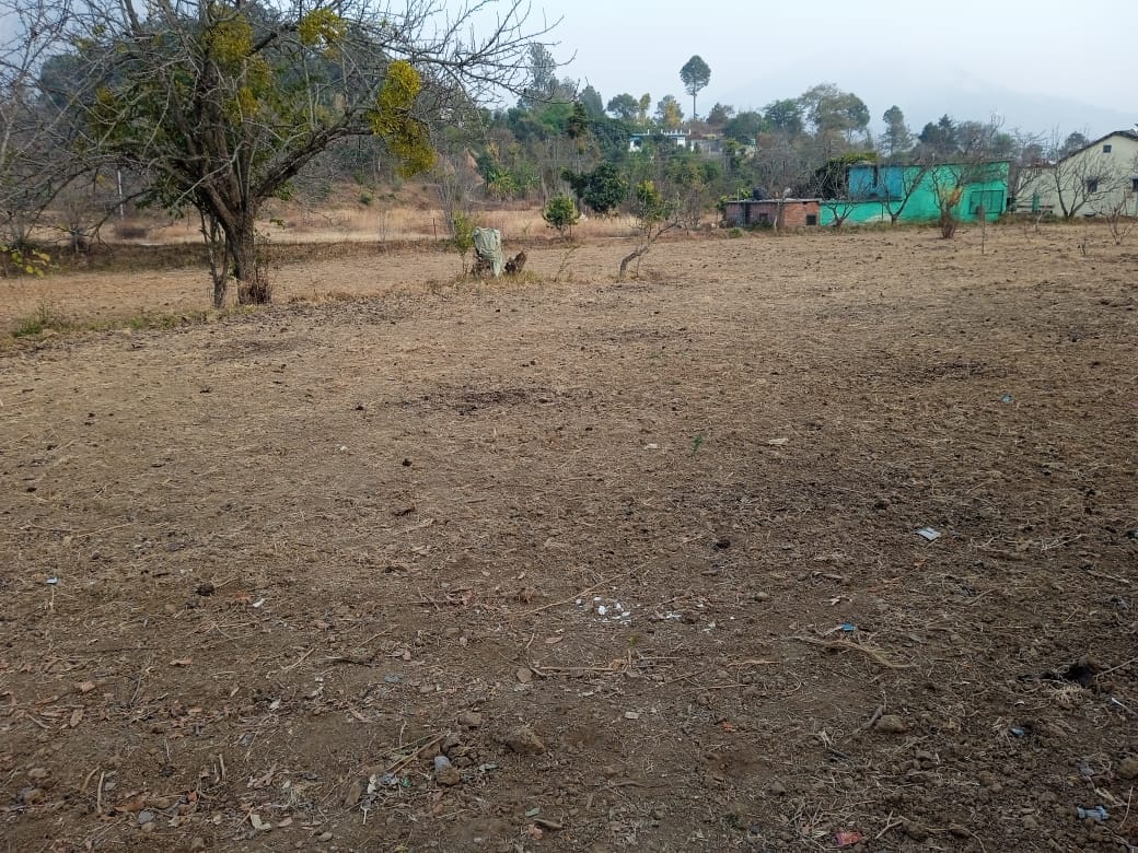 Crops on the verge of drying up due to lack of rain