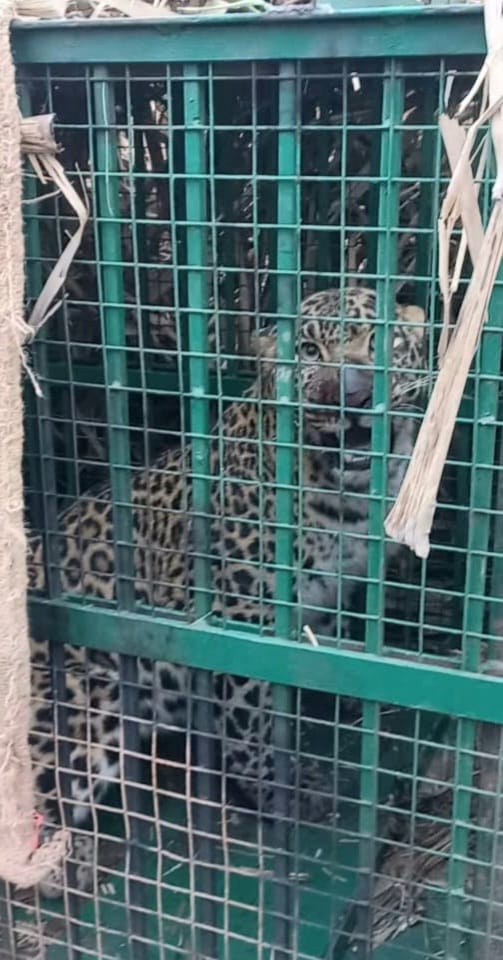 Female henchman captured in cage in Jogi Aunsa