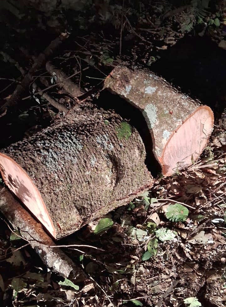 Two arrested for illegally cutting trees