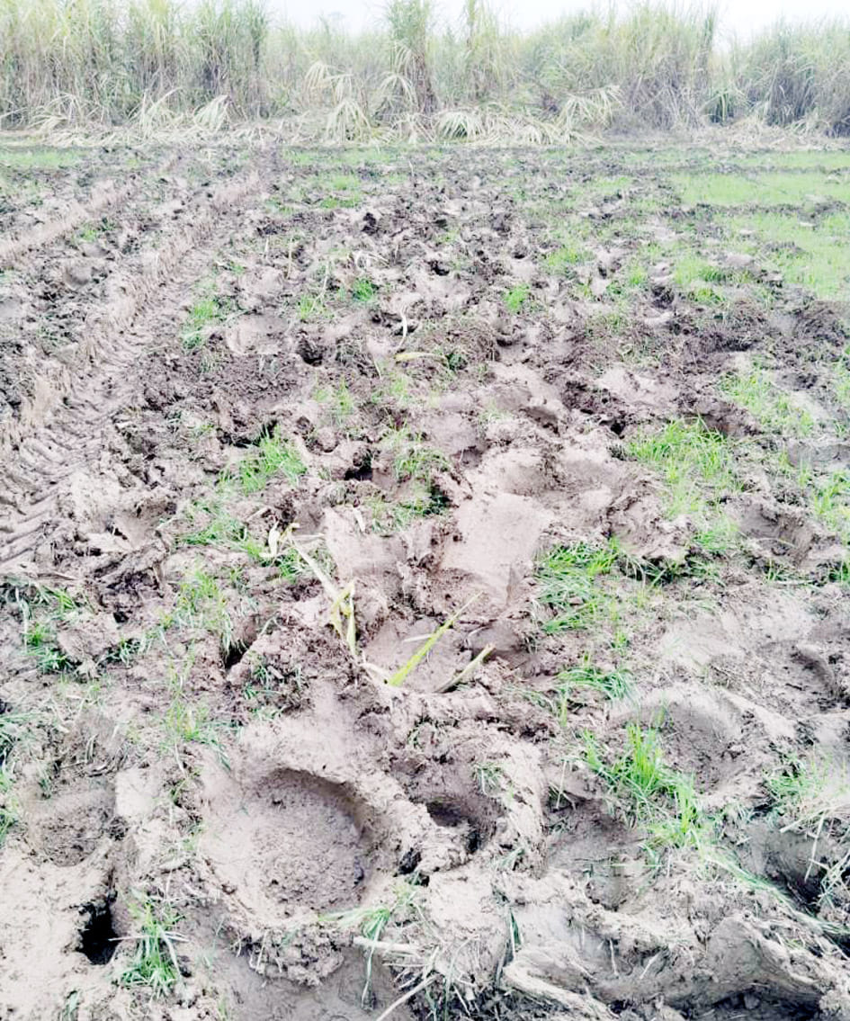 Elephants destroyed more than ten acres of crops