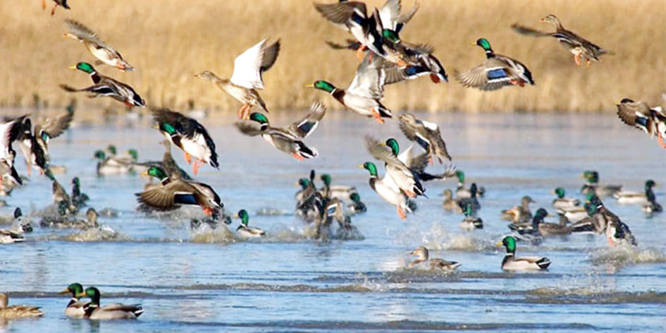 Counting of aquatic birds started in Shuklaphanta Park