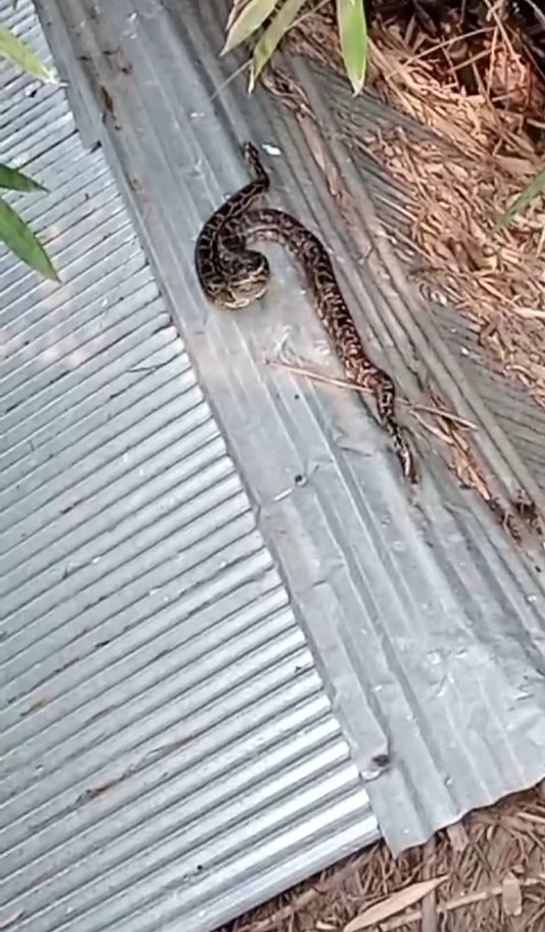 12 feet long python climbed on the house's Katran