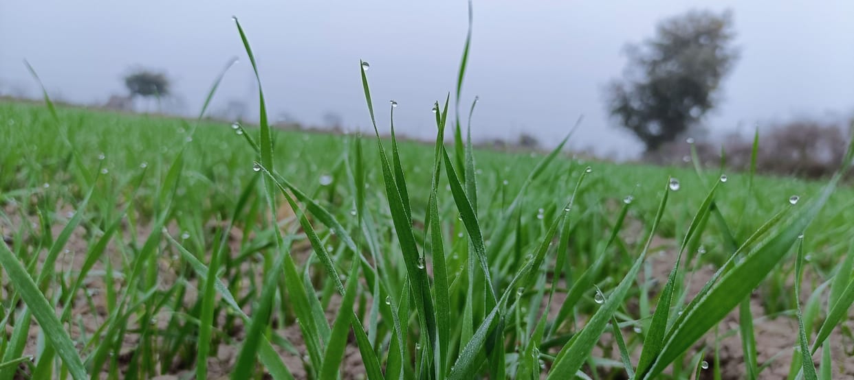 The mercury dropped by a maximum of 4.7 degrees