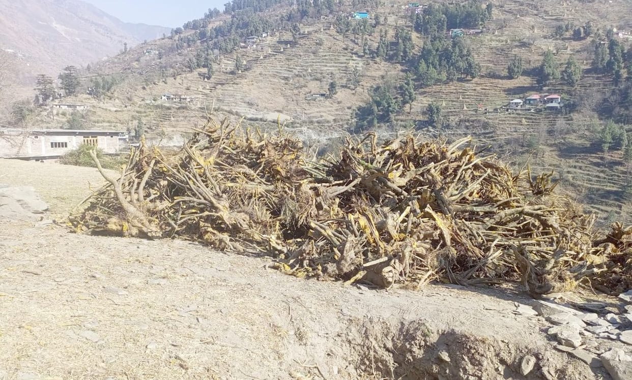 Piles of Kashmal roots again found on the roadside in Churah area