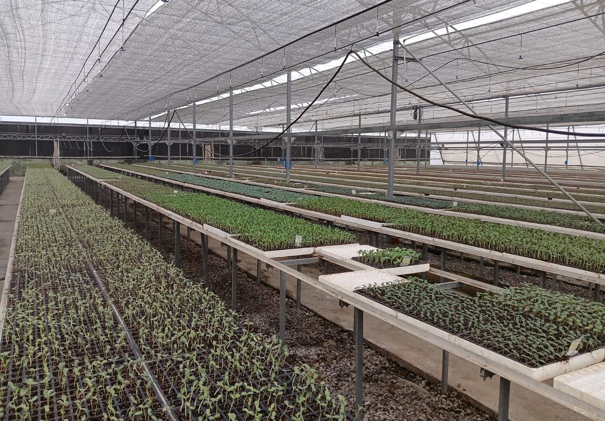 Saplings of early vegetables of Zaid season are being prepared in hi-tech nursery.